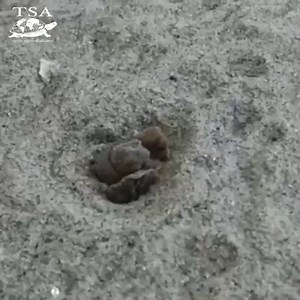 2.8K views · 186 reactions | Indian Narrow-headed Softshell Turtles...