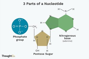 Nucleic Acids and Nucleotides: Structure and Functions and MCQs with Answer for NEET, GATE, GPAT, NET - Gpatindia: Pharmacy Jobs, Admissions, Scholarships, Conference,Grants, Exam Alerts
