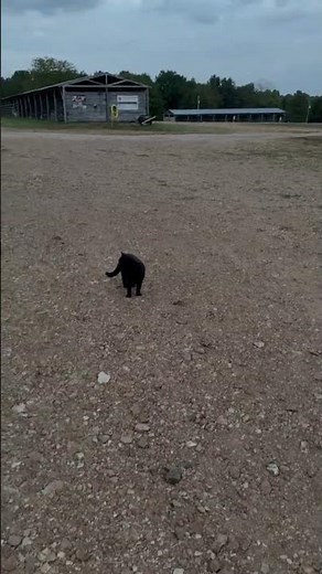 Glitch in the Matrix #cats #catvideo #tricked