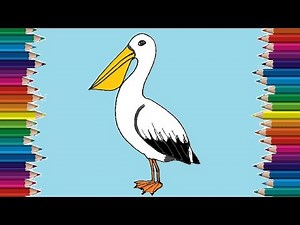 How to draw a pelican step by step | Bird drawing easy
