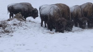 Stanley Hill Bison farm