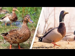 14 Different Types of Duck Species | Wild Duck Species
