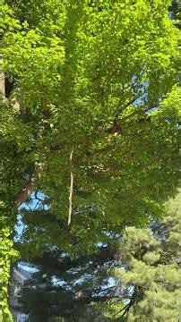 Widow Maker - Eva Monheim 2026 05 29 #widowmaker #arborists #arboristsofinstagram #treesofinstagram