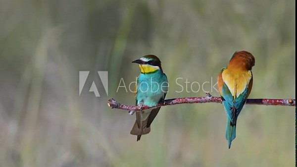 Two European Bee-eaters (Merops apiaster) standing side by side on a branch, preening their feathers.