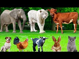 Amazing Farm Animals: Dogs, Pigs, Cows, Cats, Horses, Ducks, Sheep, Rabbits – Farm Animal Sounds