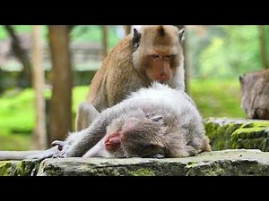 Changing of monkey nursing in treatment health care