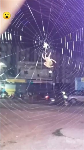 spider knitting beautiful web