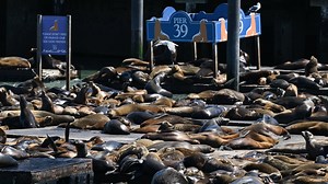 Sea lion population boom at San Francisco's Pier 39