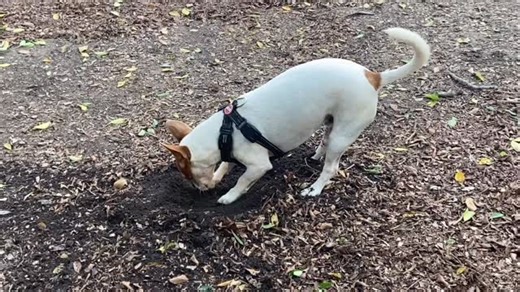 16 reactions · 6 comments | All of a sudden there’s a scramble for #rareearths | Peter Lewis | Facebook