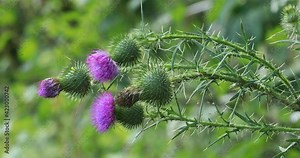 Bull Thistle, Cirsium vulgare, naturalised in North America 4K
