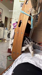 66K views · 83 reactions | Mother cat accidentally drops kitten into trash can | The Sun | Facebook