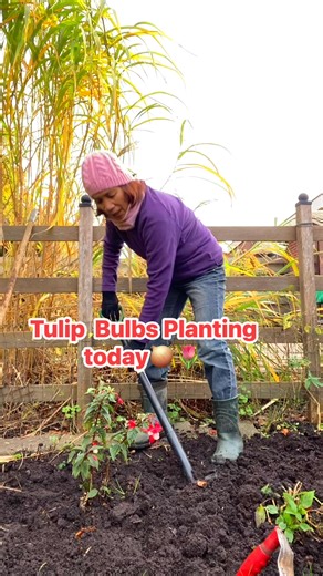 Tulip Bulbs is the time to planting in the soil for next year spring #gardening #back garden #stress free #community engagement #content creator #followers #viewersreels # | Cora Jongens