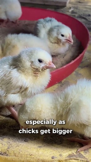 Stop feeding your bedding instead of your chicks 🌾🐥 - Chick Care Tips