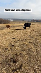 Patti had her calf today - I watched it from our kitchen window. She definitely was not who we had next on our bingo list to calve next. I ran out there to double check everything was okay. Patti’s bag didn’t break and you can see in the video that it was over the calf’s face which could have potentially suffocated it. I tried getting it off but Patti was being protective so I called Matt out and we got the calf taken care of! Maybe Patti could have gotten it off, maybe not, but best to interven