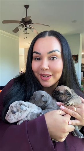 Frenchie Puppies: 3 Weeks Until They're Born! 🤭