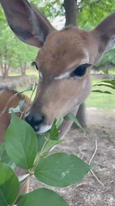 Maizy eating honeysuckle. | Cincinnati Zoo & Botanical Garden