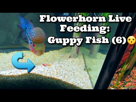 Flowerhorn Live Feeding : Guppies **GRAPHIC** + EPIC FAIL with The Guppy Fish