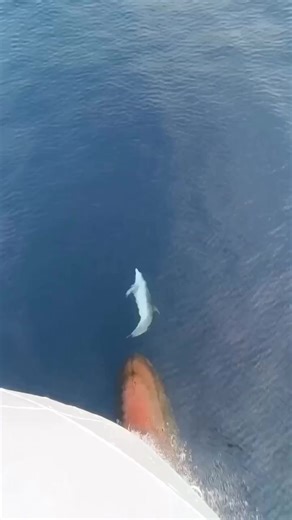 Have you ever seen a bow-riding dolphin?! For centuries, dolphins have displayed an affinity for riding the bow pressure waves created by boats. “It’s an energy-efficient way to travel because the flow of water assists the animals, yet it’s mainly a form of play,” explains Peter Evans, founder of the Sea Watch Foundation. 🎥eliasagudogomez via baleariaferry (IG) #take3forthesea #dolphin #ocean #oceanphotography #nature #naturephotography #oceanlover | Take 3