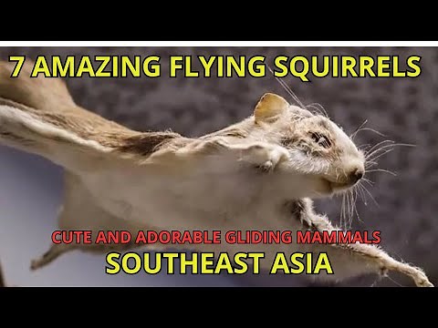 7 Amazing Flying Squirrels of Southeast Asia, Cute and adorable Gliding Mammals