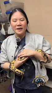 Who here wants a new pet ball python that’s got some really beautiful colors and is super friendly? 🐍 This ball python, lovingly named Tidbit by Gless until it finds its new home, is ready to find its forever family! #ballpython #cutepets #snake #snakes #newpet #spotlight | The Tye-Dyed Iguana