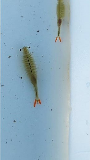 【田んぼ】春の田んぼの生き物達（ホウネンエビ〈田金魚〉・カブトエビ・ガムシ・オタマジャクシ・ヌマガエル）