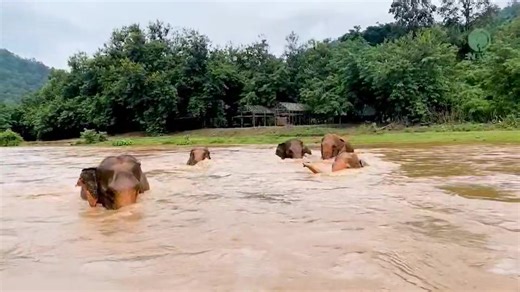 6.5K views · 889 reactions | Happy World Elephant Day 2023 Let’s...