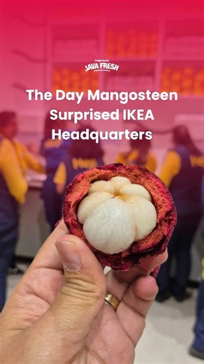Java Fresh on Instagram: "When the Tropical Fruit Queen made her debut at IKEA Head Quarter. Co-workers at the IKEA Head Quarter in Delft, The Netherlands, got to experience Java Fresh’s premium Mangosteen, and for many, it was their very first taste of the Queen of Fruits! Their reactions were priceless; pure surprise, delight, and instant love for this tropical perfection. Beyond sharing flavor, we also had the opportunity to introduce Java Fresh’s mission as a social enterprise to empower Ind
