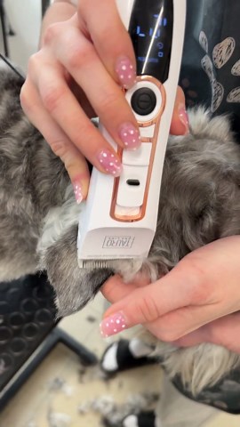 Miniature schnauzer head grooming transformation: Step-by-step tutorial