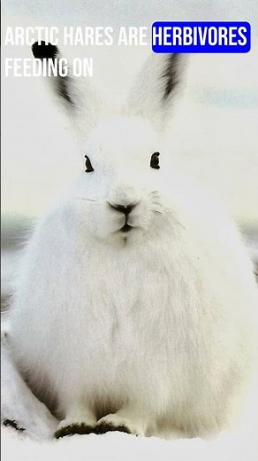 Intriguing Facts About The Lesser Known Arctic Hare (Rabbit)