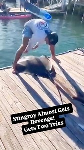 Stingray almost gets revenge! Who all is rooting for stingray? Did you know that the barbs on a stingray are lined with venom glands!! Stingrays look like they can't do any damage but on their tails is a barb that can be lethal. Stingrays do have venomous tips, but it’s more accurate to say they have venomous barbed spines on their tails rather than “poison tips.” Here’s how it works: The Spine (Stinger): Most stingrays have one or more sharp, flat spines (called dermal denticles) on their tail.