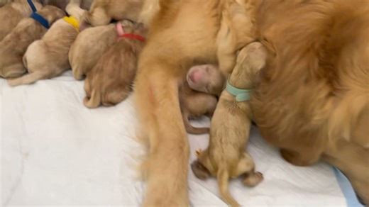 56K views · 1.4K reactions | Momma Fluffer is such a trooper! 殺. She is so exhausted, but, she is doing so well with her little Fluffers so far! We are currently sitting at 9 Fluffs! Five girls and 4 boys! We were glad she decided to throw in a couple of boys since the first four that came out were girls! 勺冀❤️ #ourgoldenfluffers #morrieleeandenzo #mommafluffer #morrielee #ourgoldenadventures | Our Golden Adventures | Facebook