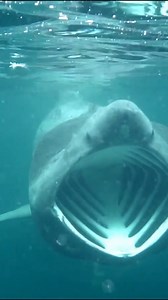 35K views · 129 reactions | Shark Eats GoPro! Underwater Feeding Frenzy! #shark #diving #gopro | Most Amazing Top 10 | Facebook