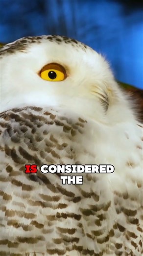 Nature's Silent Hunter #owl #owls