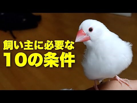 10 conditions required for all Java sparrow owners.