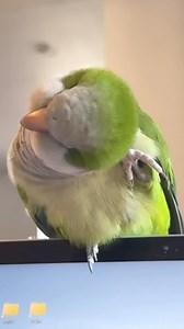 Cuteness overload #_lovely_parrots_ #parrotsofinstagram #parrots #parrotlover #pets #petsofinstagram #petsmart #petsupermarket #petco #petbird #birdsofinstagram #birds #birdstagram #birdslovers #animals #animalsofinstagram #animalslover #animalsmood #cutepets #cuteanimals #mascotas #quakerparrot #quakerparrotsofinstagram #monkparrot #cotorra #cotorraargentina #monkparakeet | Lovely Parrots