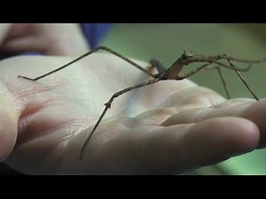 Indian Walking Stick