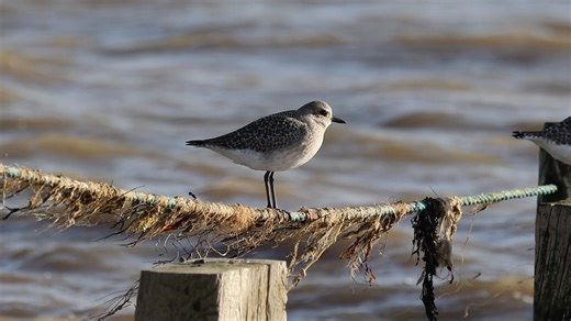 Grey Plover | Richard Hanman