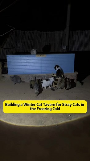 Creating a Winter Haven for Stray Cats