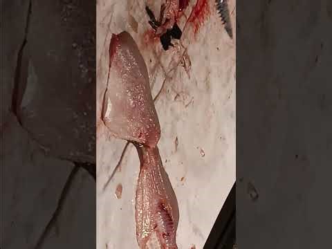 Boneless Two-Sided Crappie Tutorial