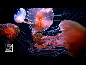 Quiet sea shore and peaceful echoes, 12 HRS. Swinging Black sea nettle💨will soothe your tired mind.