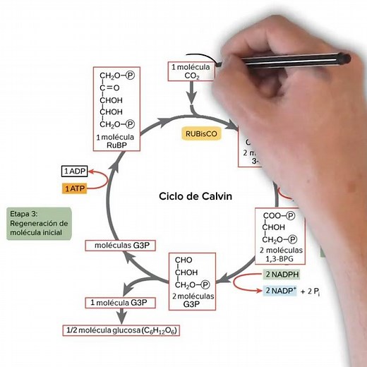 The Calvin Benson Cycle IN 1 MINUTE #biology