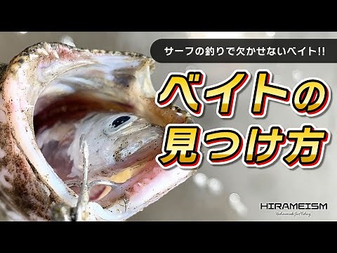 【初心者向け】ベイトフィッシュの見つけ方！サーフでヒラメ・マゴチ・シーバスを釣りたい方必見！