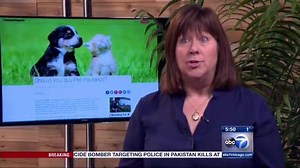 40 reactions · 14 shares | PET INSURANCE PROS AND CONS... | Judy Hsu ABC7 | Facebook
