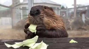 Just a beaver eating cabbage
