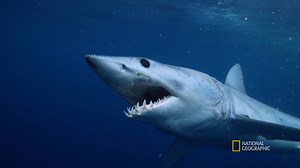 9.5K views · 84 reactions | With two shark attacks in rapid succession on Fire Island, there could be a rogue shark on the loose. The Best of National Geographic continues today with episodes of When Sharks Attack. | National Geographic TV | Facebook