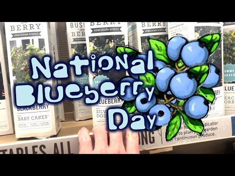 Peach Sorbet Blueberry / Shopping & Planting - The Cookin' Camper