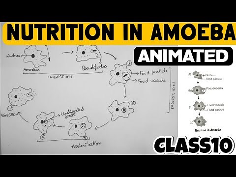 Nutrition In Amoeba || Life Processes || Class10