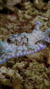 1.2K views · 20 reactions | This is a Bubble Snail (Cephalaspidea) ...