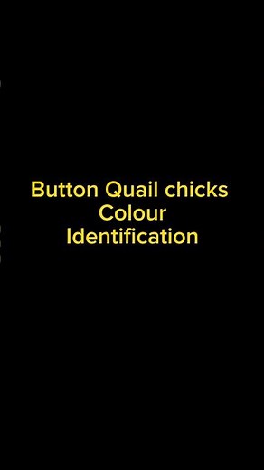 Button quail chicks color identification # King quails