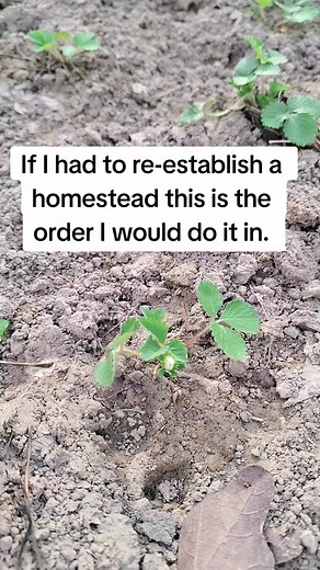 Homestead Journey: Chickens, Goats, & Cows on 10 Acres